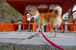 开云体育官方网站-富安健洋教科书式防守闪耀友谊赛，摩洛哥对阵奥地利背后的战术启示