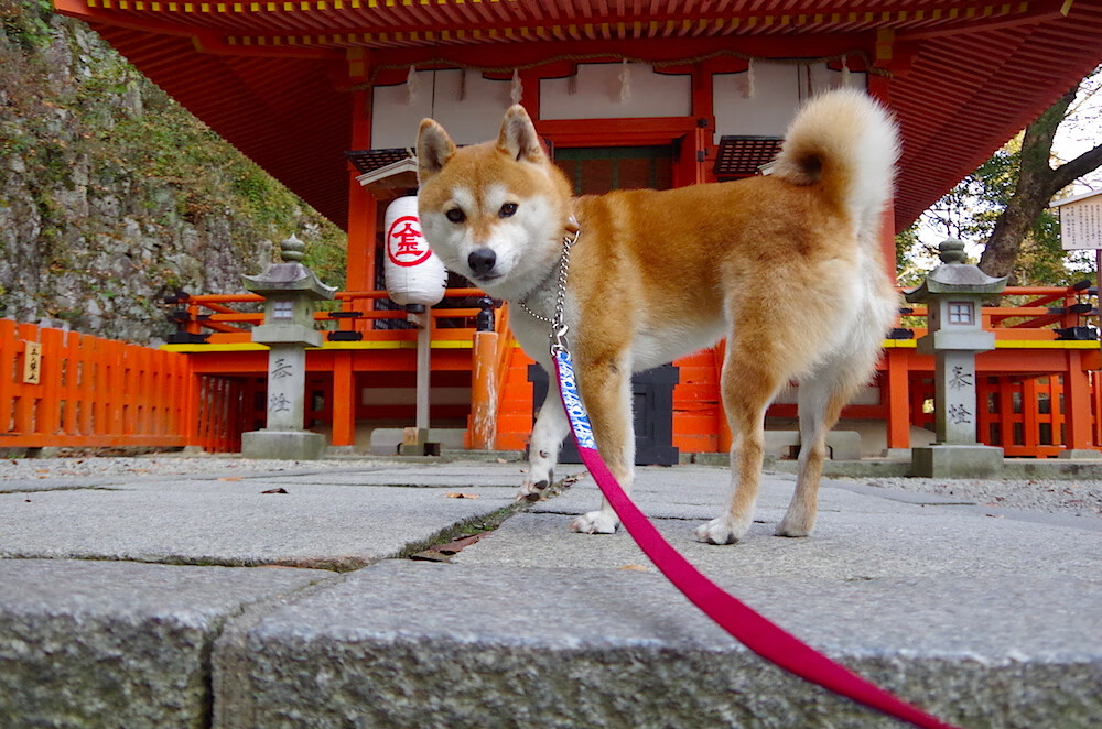 富安健洋教科书式防守闪耀友谊赛,摩洛哥对阵奥地利背后的战术启示